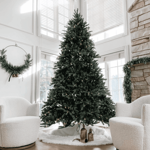 King Fraser Fir04